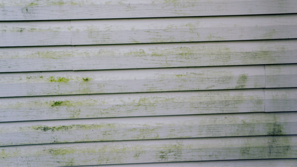 mold growing on siding